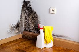 Why You Should Choose Our Mold Remediation Services in Ventnor City, NJ